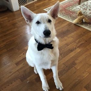 Meet your Posher, Anna